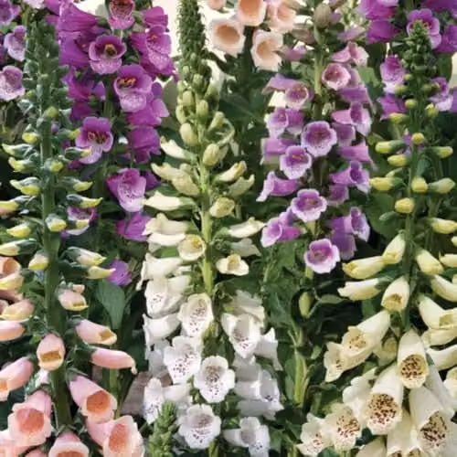 Thompson & Morgan Digitalis Dalmatian Mixed 60 Foxglove Plug Plants, Multicolour Hardy Biennial Flowers – 2