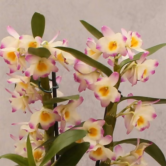 Primrose Bright Eyes Dendrobium Orchid Plant with Yellow and Pink Flowers in a 12cm Green Pot, Height: 50 cm