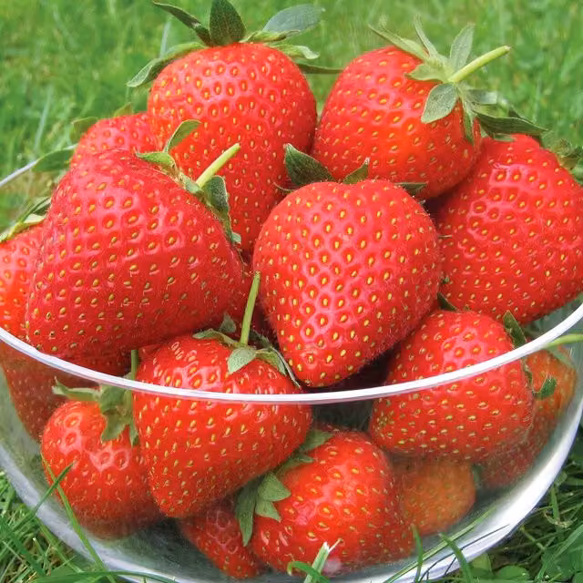 Marshalls Garden Red Vibrant Strawberry Perennial Fruit Plant