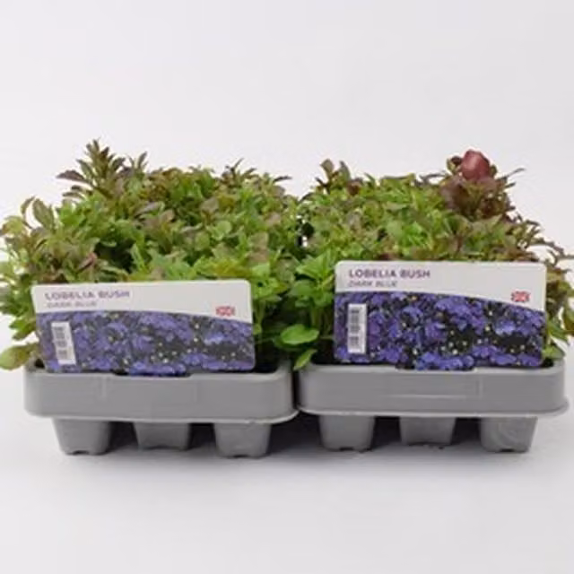 Plants By Post Lobelia Dark Blue Bedding Plants, 12 Pack