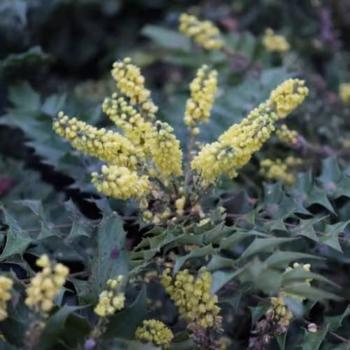 Thompson and Morgan Mahonia Japonica Hivernant Evergreen Shrub, 2 x 9cm Pots