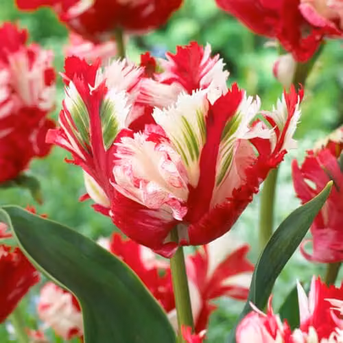 YouGarden Tulip Estella Rijnveld Bulbs, 24 Bulbs, White and Red, For Autumn Planting