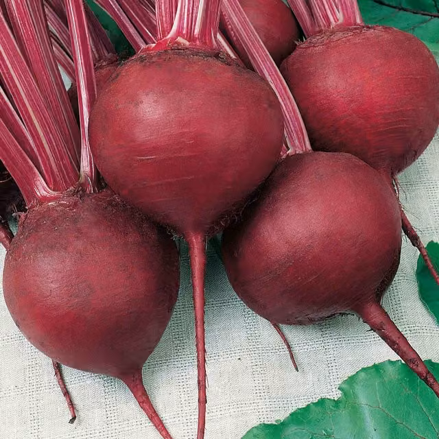 Unwins Cardeal Beetroot Seeds, Green Variety