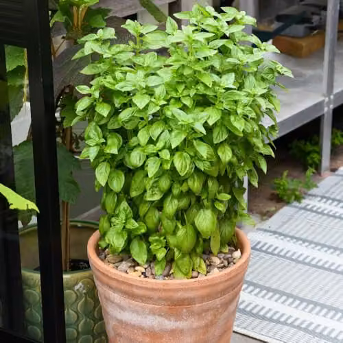 Thompson & Morgan Basil Everleaf Emerald Towers Seeds, 15 Seeds per Packet – 1