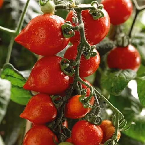 Thompson & Morgan Heartbreaker Vita F1 Red Tomato Seeds for Patio, Pot and Greenhouse Growing – 1