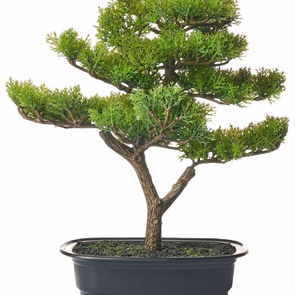 Wyld and Coco Artificial Oriental Bonsai Tree in a Black Concrete Pot, Green, Height: 37 cm – 2