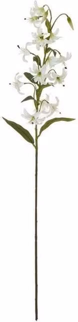 Lemon Pavilion Turks Cap Lily Spray Single Stem Flower in Green and White, Height: 82 cm