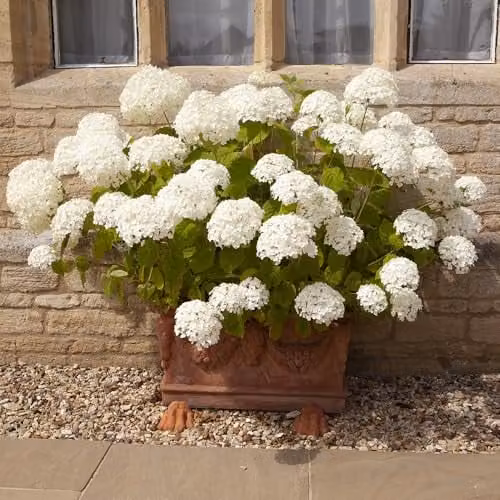 YouGarden Hydrangea Incrediball Ornamental Shrub with White Flowers in 3L Pot – 2