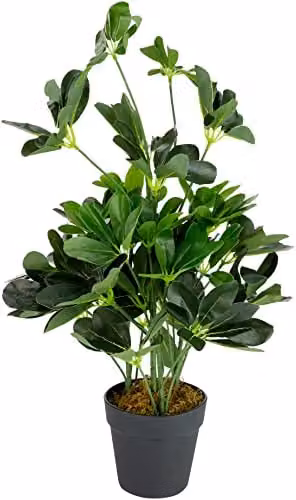 Leaf Dark Green Artificial Schefflera Arboricola Potted Plant, Height: 55 cm