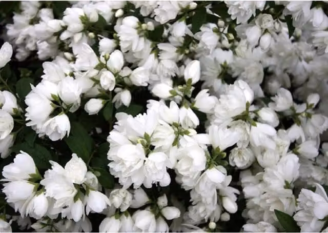 Direct Plants Philadelphus Snowbelle Mock Orange Fragrant White Ornamental Shrub, Height: 60 cm, 3L Pot