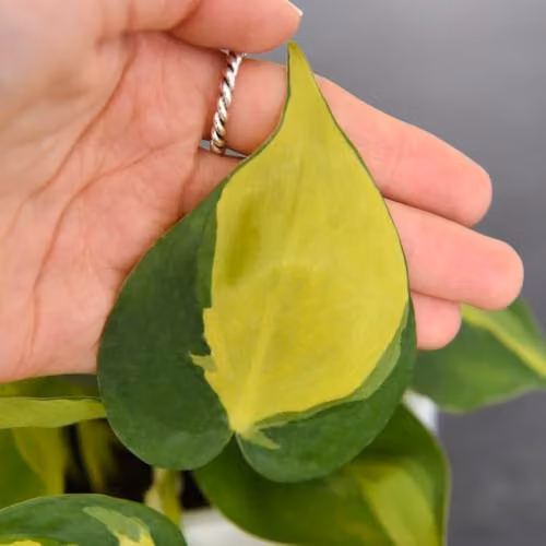 Thompson and Morgan Philodendron Scandens Brasil Variegated Indoor Houseplant in 10cm Pot – 4