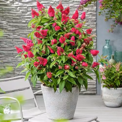 Thompson and Morgan Buddleja davidii Dwarf Compact Butterfly Candy Little Ruby Red Flowering Hardy Ornamental Shrub, 3 Litre Potted Plant – 2