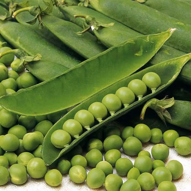Unwins Douce Provence Green Pea Seeds