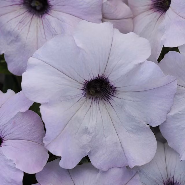 Set of 3 Plant Theory Easy Wave Silver Petunia Bedding Plants in 9cm Pots, White and Purple