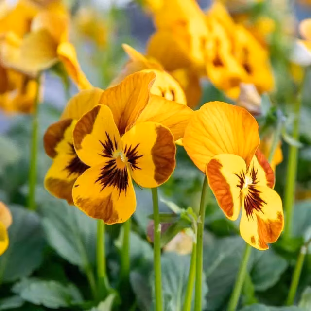 Marshalls Garden Viola Sorbet Honey Bee Bicolour Mahogany and Gold Bedding Plug Plants, Purple and Yellow