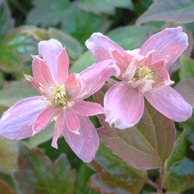 Plants By Post Clematis montana Broughton Star Deep Pink Outdoor Climbing Plant