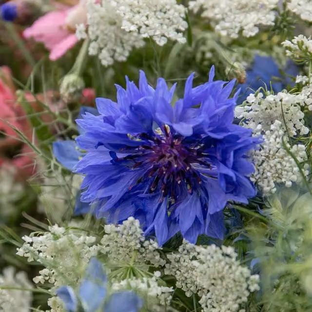 Unwins Blue Cornflower Centaurea cyanus Ornamental Flower Seeds