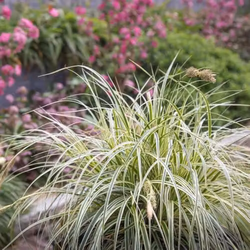 Thompson and Morgan Carex Feather Falls Japanese Sedge Evergreen Ornamental Grass with Variegated Green and White Foliage, 3 Litre Pot