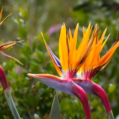 Thompson & Morgan Strelitzia Bird of Paradise Potted Plant with Incredifeed, Multicolour Orange and Blue Blooms, 9cm Pot