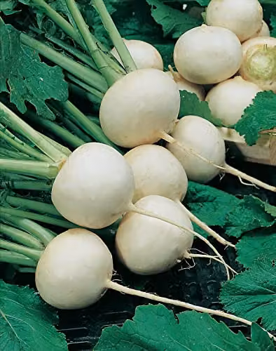 Johnsons Turnip Snowball White Vegetable Seeds – 3