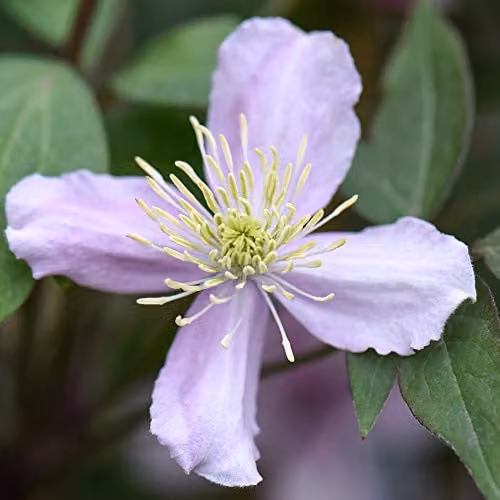Thompson & Morgan Clematis Montana Elizabeth Scented Perennial Climber, Pink and Purple Summer Flowering Potted Plant, 2.5 Litre Pot