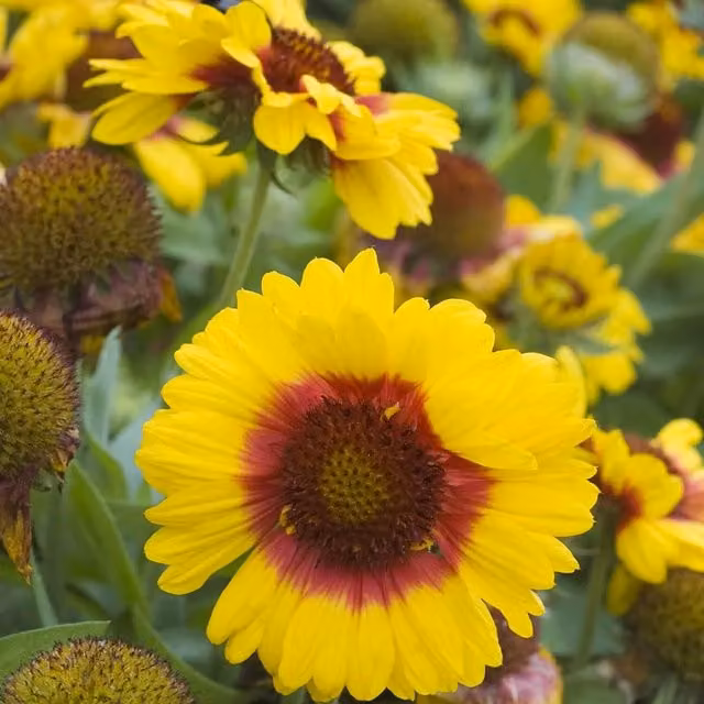 Thompson & Morgan Gaillardia Arizona Sun Mixed Red and Yellow Perennial Garden Ready Plants, Pack of 30