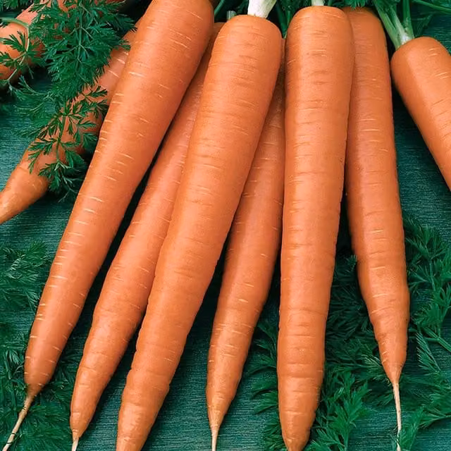 Marshalls Garden Sweet Candle Carrot Seeds, RHS Award-Winning Orange Vegetable Seeds