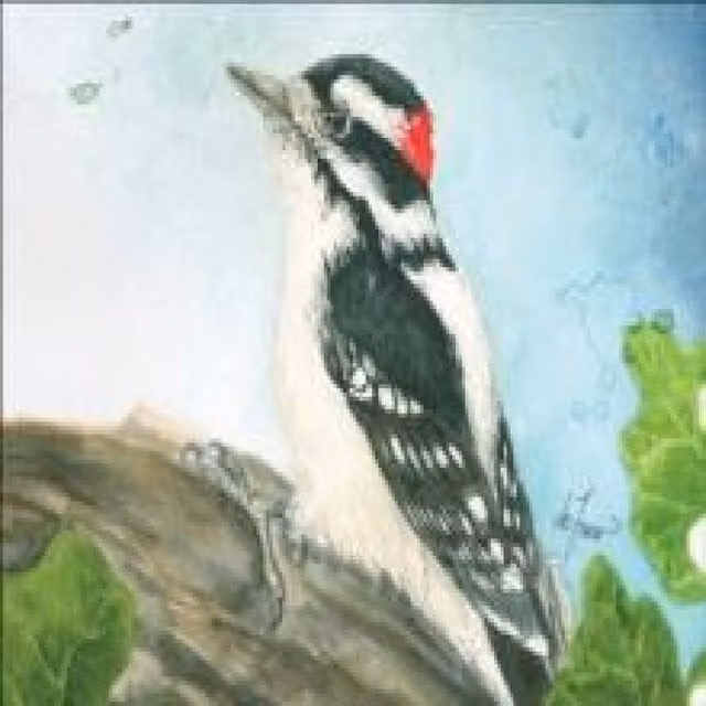 Adventure Publications Backyard Birds Multicolour Notecard Assortment and Hardcover Book Set