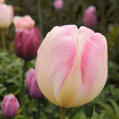 Thompson & Morgan Pretty in Pink Collection Mixed Pink Tulip Bulbs, 64 Bulbs – 3