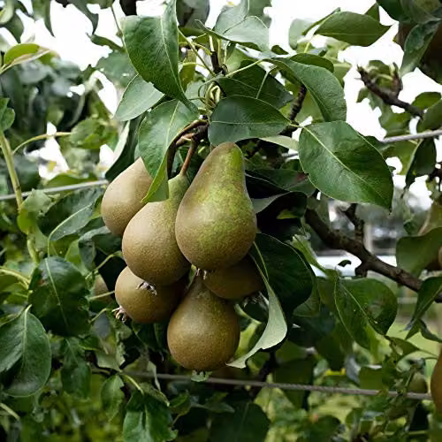 Thompson & Morgan Pyrus Conference Pear Mini Fruit Tree in 9cm Pot – 4