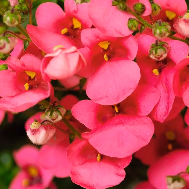 Plants By Post Diascia Flying Colours Rose Bedding Plants, Red and Pink, 3 x 9cm Pots