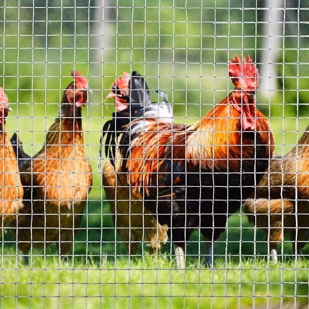 Havendro Galvanised Steel Chicken Wire Mesh Aviary, Silver, 4m Length, Height: 900mm, 13mm Mesh – 4