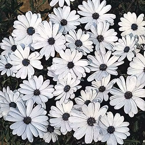 Thompson and Morgan Osteospermum Glistening White African Daisy Flower Seeds, 80 Seeds