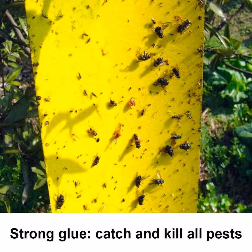Spetlek 20-Piece Yellow Sticky Fly Trap Paper for Fruit Flies and Insects, W: 15 cm, L: 100 cm – 3