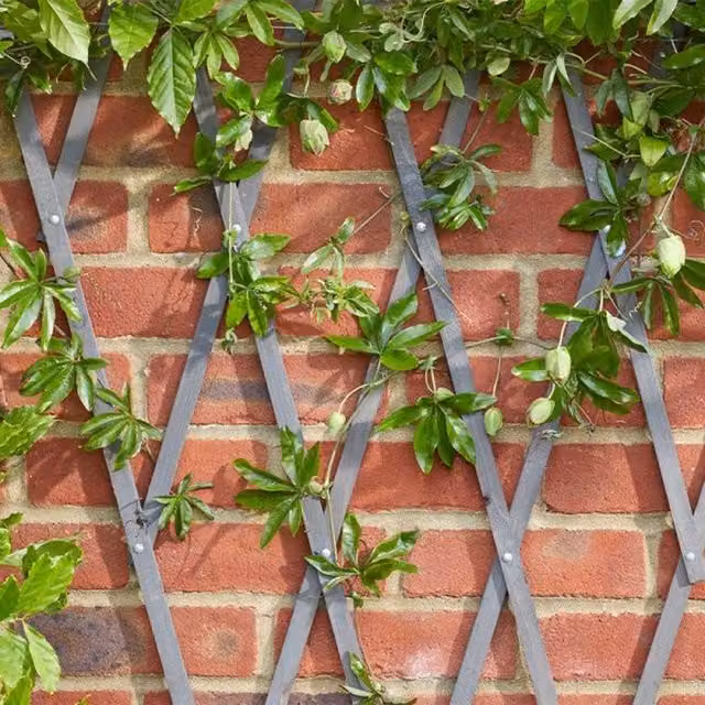Garden Mile Grey Expanding Trellis, Height: 30 cm