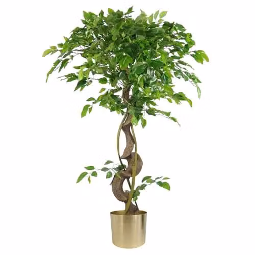 Artificial Japanese Fruticosa Style Ficus Tree with Twisted Trunk and Gold Pot, Green, Height: 120 cm
