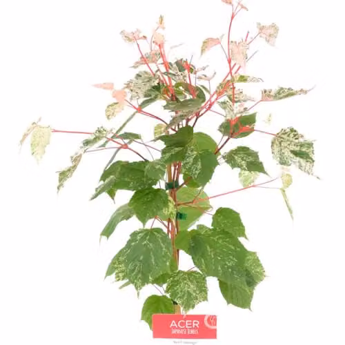 Thompson & Morgan Acer Conspicuum Red Flamingo Variegated Multi-Stemmed Ornamental Shrub, 3 Litre Pot – 3