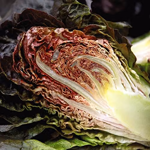 Thompson and Morgan Lettuce Intred Romaine Cos Seeds, 200 Seeds – 3