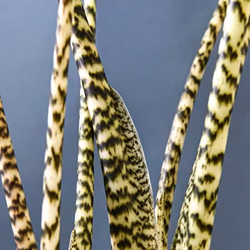Thompson and Morgan Alocasia Zebrina Indoor Potted House Plant with Tiger Striped Dark Green Foliage, 17cm Pot – 2