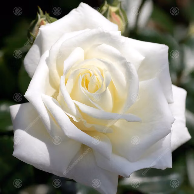 Gardeners Dream New Home White Rose Bush Ornamental Shrub