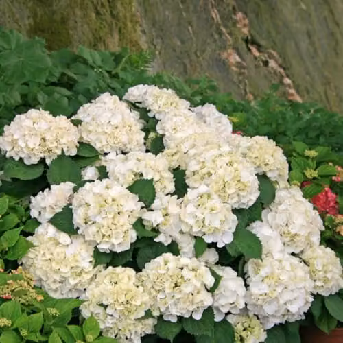 Thompson & Morgan Hydrangea macrophylla 'Wudu' White Ornamental Hardy Shrub, 1x 9cm Potted Plant – 2
