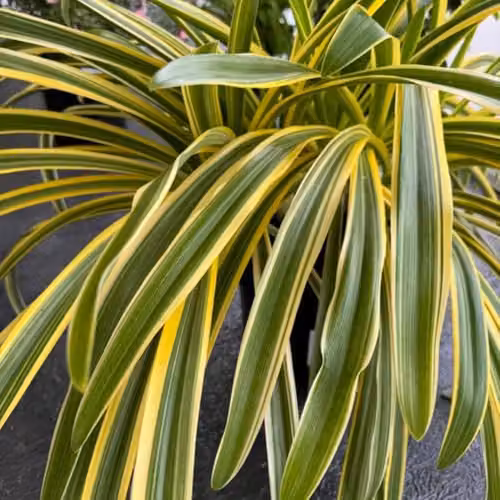 Thompson & Morgan Agapanthus Zambezi African Lily Perennial, 2 x 2L Pots – 4