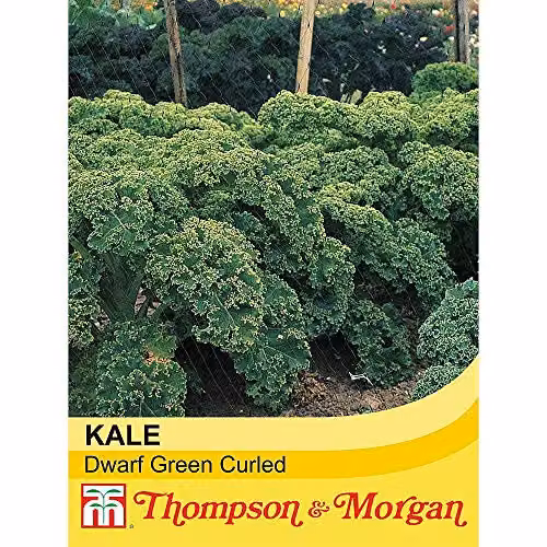 Thompson and Morgan Dwarf Green Curled Kale Seeds, 400 Seeds – 2