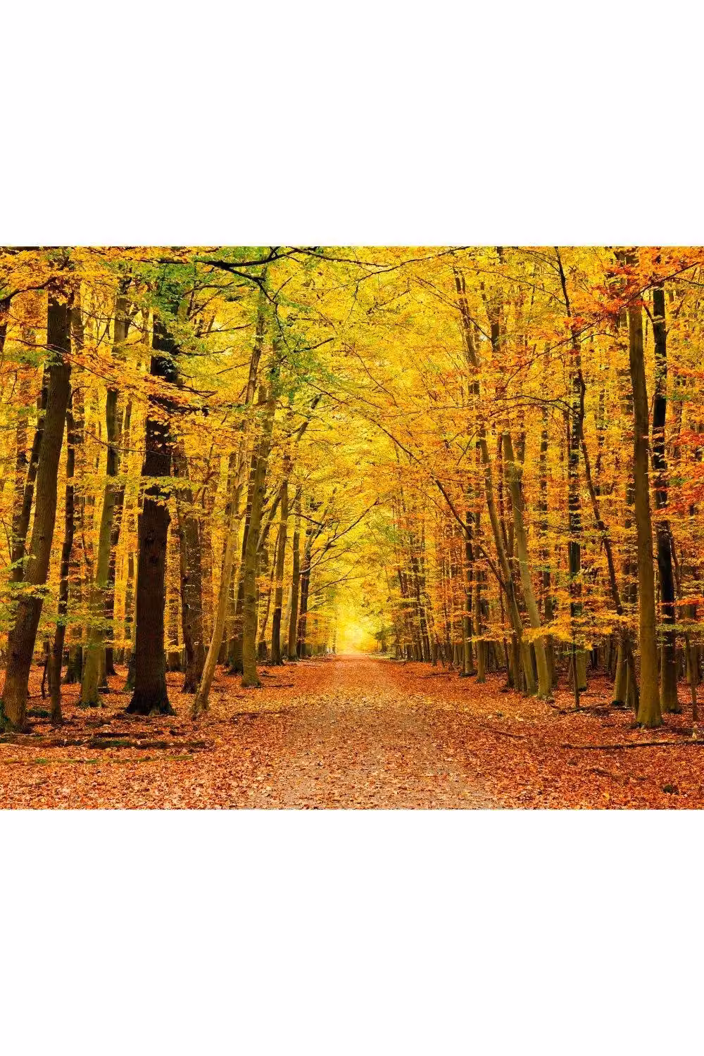 Origin Murals Autumn Forest Wall Mural in Orange, Brown and Multicolour, W: 350 cm, H: 280 cm – 2