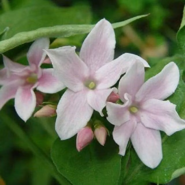 Direct Plants Jasminum Stephanense Highly Fragrant Pink Climbing Plant in 3L Pot