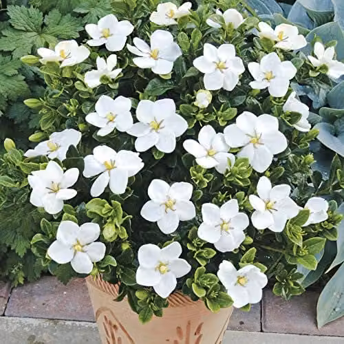 You Garden 3 x Winter Hardy Gardenia Kleim's Hardy Ornamental White Shrubs in 9cm Pots