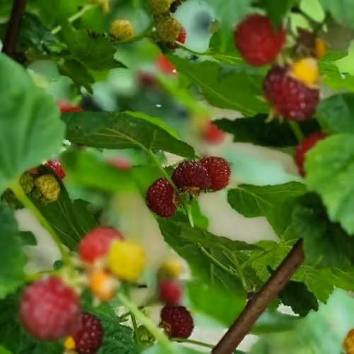 Thompson & Morgan Rubus Raspberry Tree Potted Fruit Shrub, 5 Litre Pot – 3