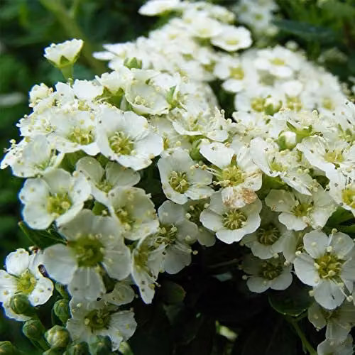 Thompson & Morgan Hardy Perennial Spiraea Snowmound, Deciduous White Flowering Ornamental Shrub, 3.6 Litre Pot