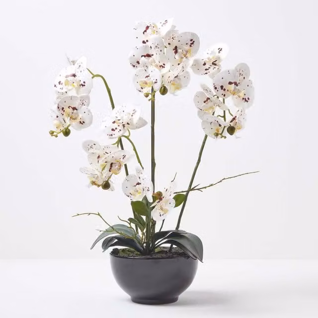 Homescapes White Artificial Orchid in a Black Ceramic Pot, Height: 62 cm