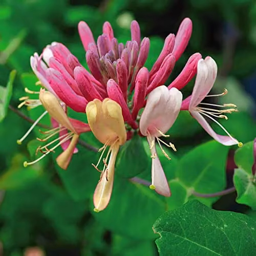 Thompson and Morgan Late Dutch Honeysuckle Lonicera periclymenum Serotina Climbing Shrub with Pink and White Fragrant Blooms, 1.7-Litre Potted Plant – 1
